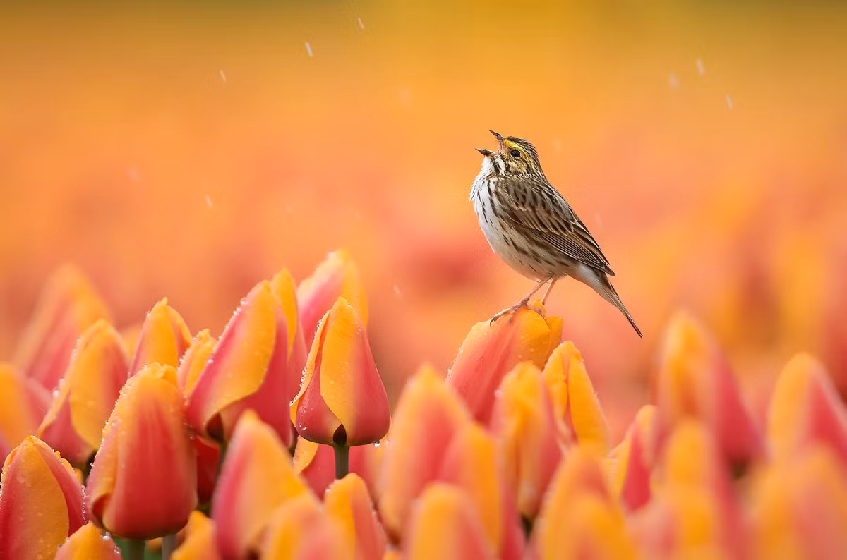 Nguoi sinh thang Am lich nay, cuoc doi no hoa, thuan buom xuoi gio