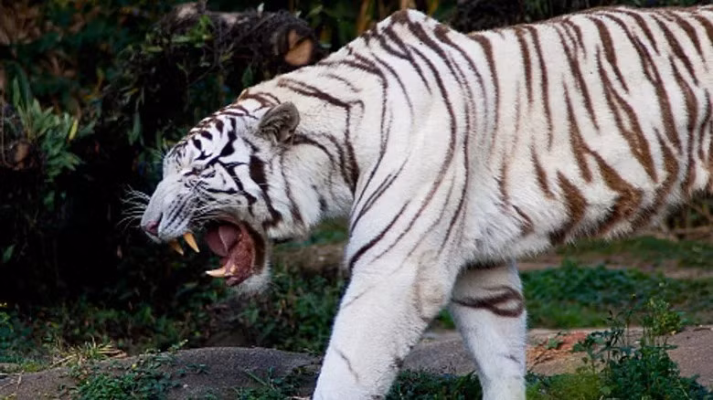 Bi kich cua nhung con ho trang-Hinh-2