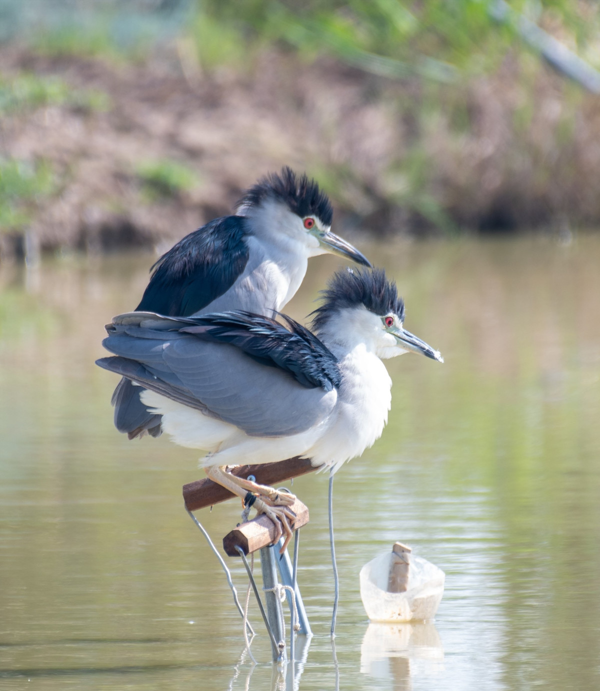 Những đàn chim hoang dã khi thấy đồng loại của mình, sẽ tin tưởng mà sà xuống, lúc bấy giờ, chúng sẽ rơi vào "thiên la địa võng" mà con người đã giăng sẵn trên khắp các cánh đồng. Cận cảnh những con diệc “mồi” bị trói chân trên các cành khô cắm ở giữa ao nước. Chúng bị “khai thác” triệt để đến mức xù rối lông cánh. Trong khi đó, ở ngoài tự nhiên, chúng nổi tiếng là loài chim có vẻ ngoài bắt mắt.