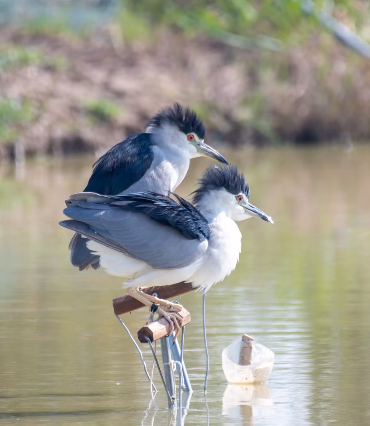 Những đàn chim hoang dã khi thấy đồng loại của mình, sẽ tin tưởng mà sà xuống, lúc bấy giờ, chúng sẽ rơi vào "thiên la địa võng" mà con người đã giăng sẵn trên khắp các cánh đồng. Cận cảnh những con diệc “mồi” bị trói chân trên các cành khô cắm ở giữa ao nước. Chúng bị “khai thác” triệt để đến mức xù rối lông cánh. Trong khi đó, ở ngoài tự nhiên, chúng nổi tiếng là loài chim có vẻ ngoài bắt mắt.