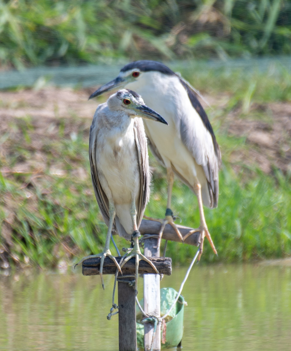 Những kẻ săn bắt chim trời trói chặt chân chim mồi khiến chúng không thể bay mà phải đứng cả ngày trên mặt ao, nhằm thu hút đàn chim về dính vào các bẫy đã được giăng sẵn.