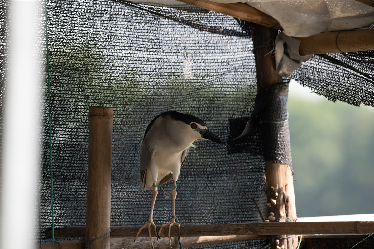 Những con chim mồi này may mắn hơn khi được trói trong khu vực có bóng râm.
