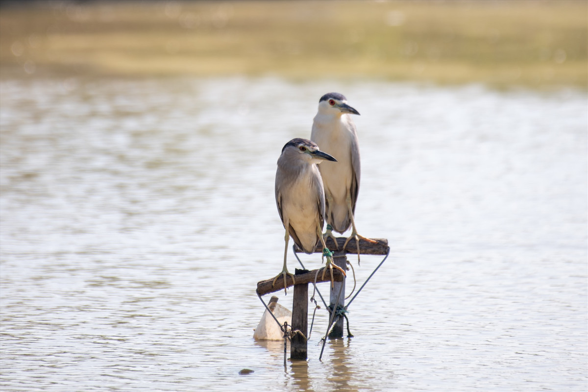 Hai chú vạc với đôi chân bị trói chặt giữa mặt ao.
