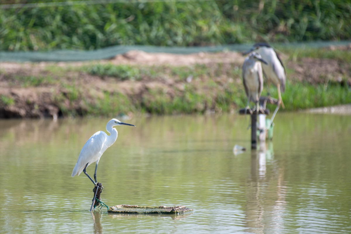Những con chim mồi này bị trói chân trên mặt ao hết ngày này qua ngày khác.