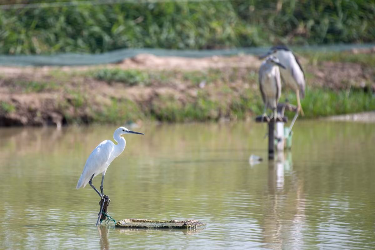 Những con chim mồi này bị trói chân trên mặt ao hết ngày này qua ngày khác.