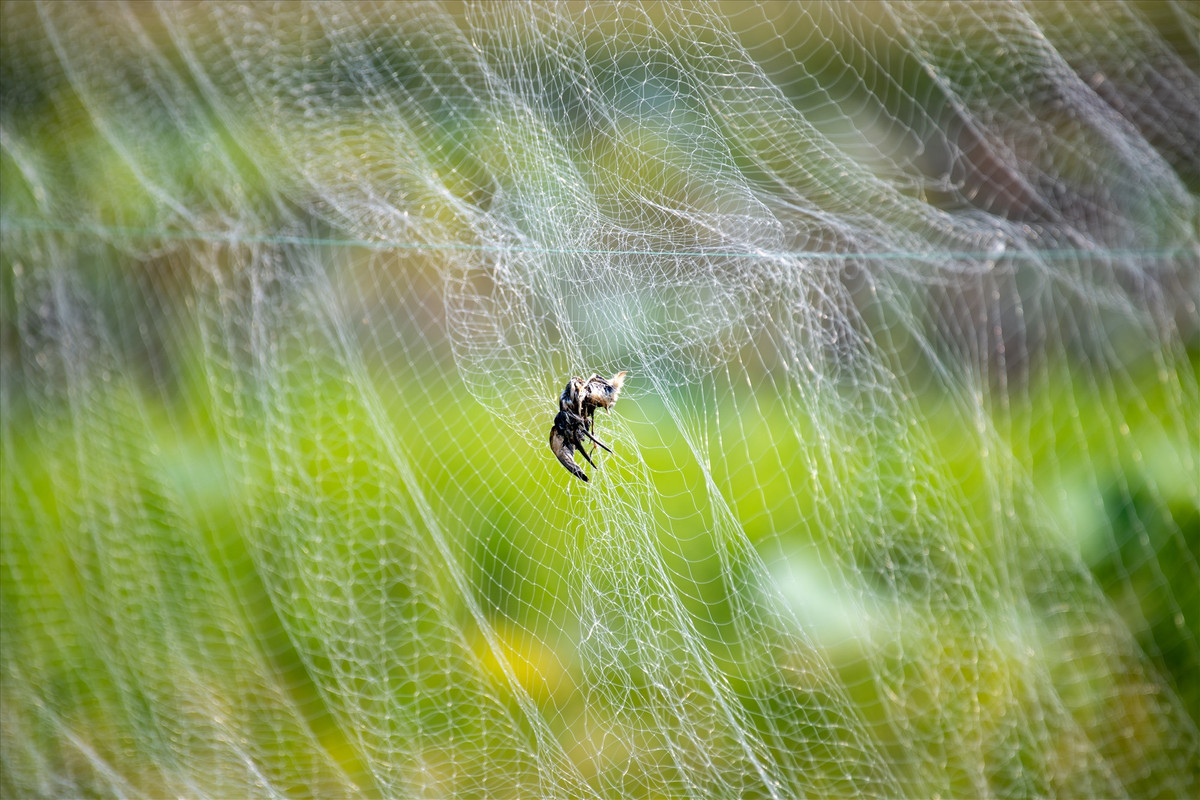 Theo các chuyên gia bảo tồn, lưới mờ hay còn gọi là lưới tàng hình có thể "tận diệt" chim trời. Với các sợi cước nhỏ và dày, rất dai nên chim rất dễ bị mắc dính vào lưới. Những con chim khi bay ngang qua mắc vào thì không thể thoát, càng vùng vẫy càng bị dính chặt.