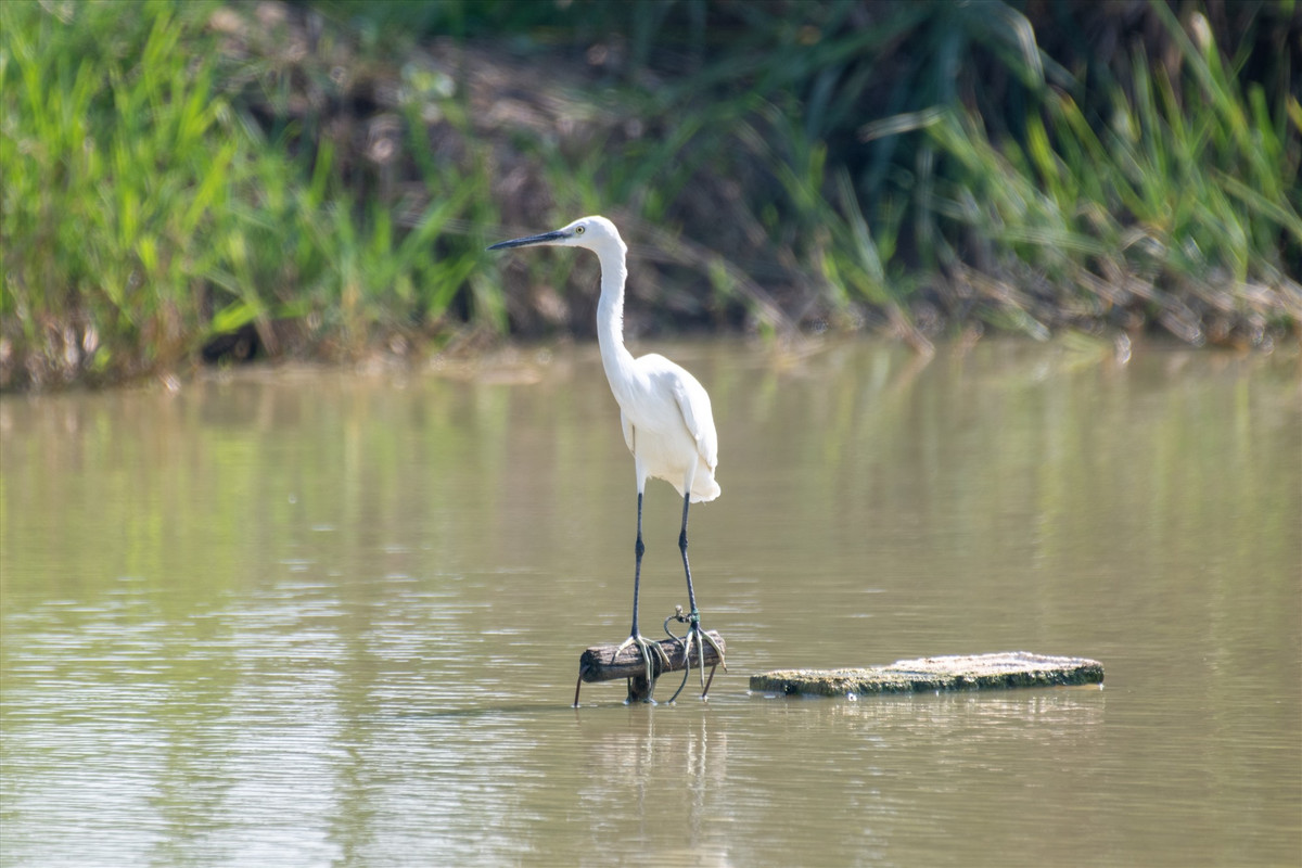 Con cò trắng này cũng bị nhốt trên mặt ao đã nhiều ngày. Ao nước này từng là nơi nó tự do kiếm ăn, cho đến một ngày nó bị con người bắt làm chim mồi để dụ dỗ bầy đàn của mình sa lưới.