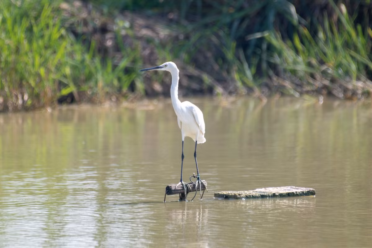Con cò trắng này cũng bị nhốt trên mặt ao đã nhiều ngày. Ao nước này từng là nơi nó tự do kiếm ăn, cho đến một ngày nó bị con người bắt làm chim mồi để dụ dỗ bầy đàn của mình sa lưới.