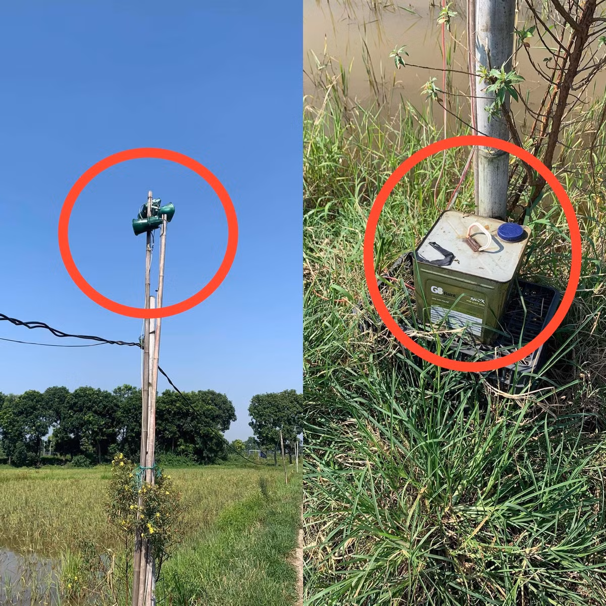 Loa phát tiếng chim được những kẻ săn bắt chim “đấu nối” với nguồn điện giữa cánh đồng rất chuyên nghiệp, nhằm thu hút đàn chim về sa lưới.