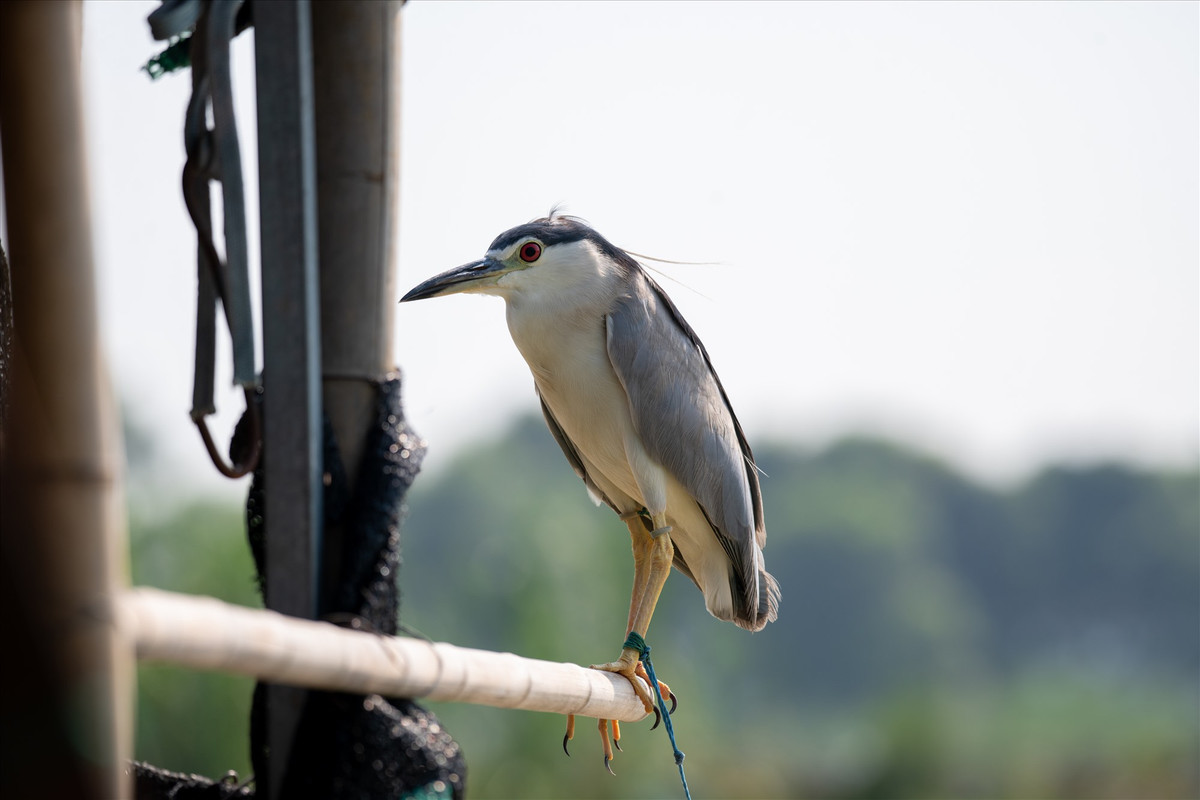 Chúng từng ngày chờ đợi cái chết của đồng loại và của chính mình.