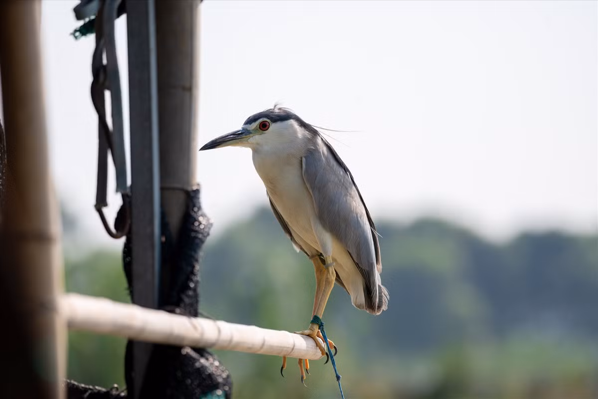 Chúng từng ngày chờ đợi cái chết của đồng loại và của chính mình.