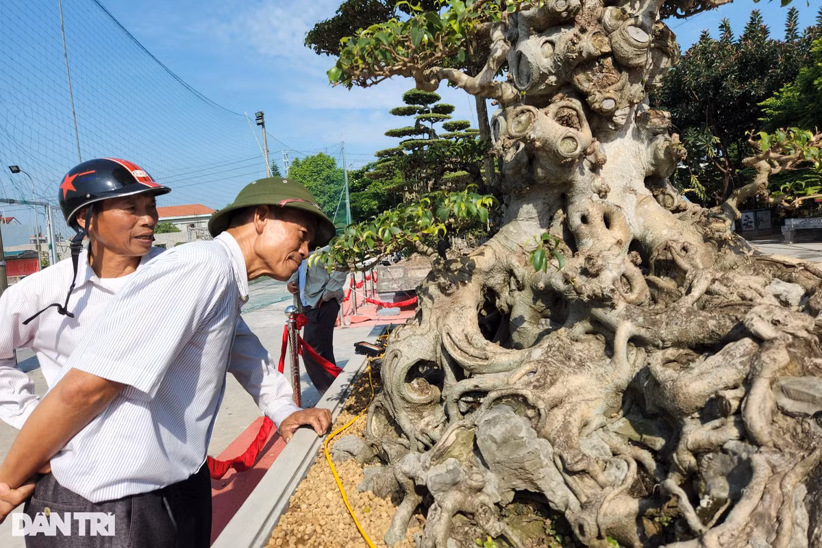 Tán lá cây được chia đều, mỏng, thoáng và chất lá đẹp. Phần bệ cây bề thế.
