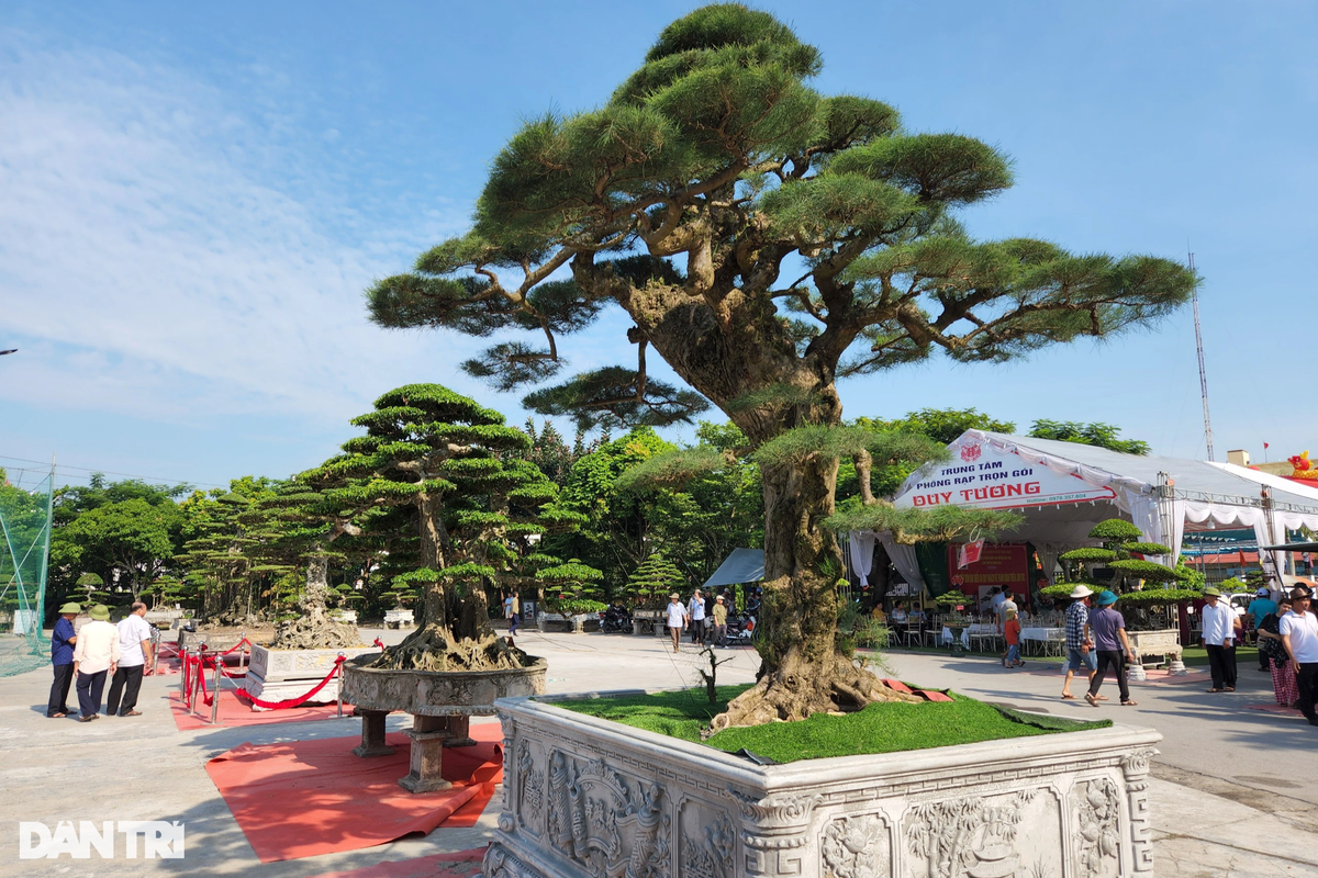 Nhiều tác phẩm cây cảnh tiêu biểu, đẹp mắt, "cổ, kỳ, mỹ, văn" được ưu tiên "ngự" ngay lối vào triển lãm.