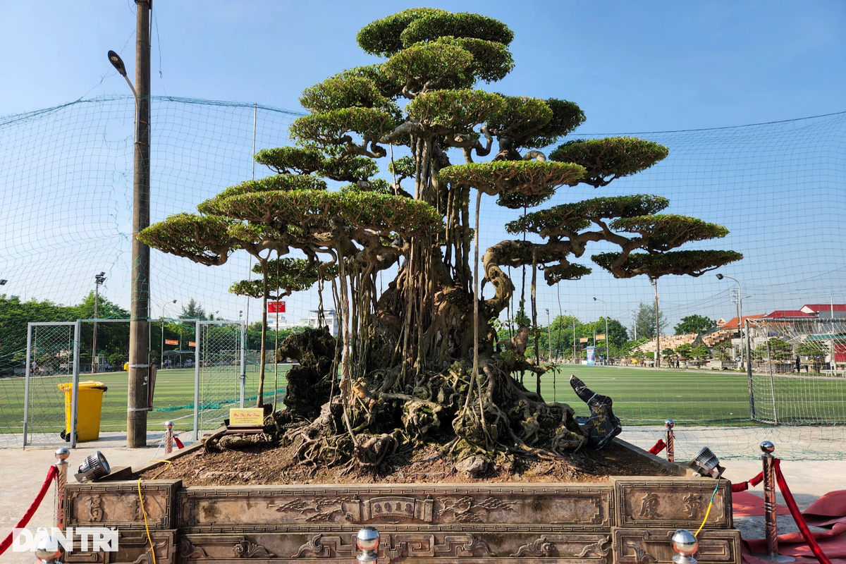 Cũng mang dáng vóc bề thế, cổ thụ là tác phẩm Đại Thụ Vân Tùng của chủ sở hữu Hoàng Việt Dũng đến từ xã Hải Sơn.