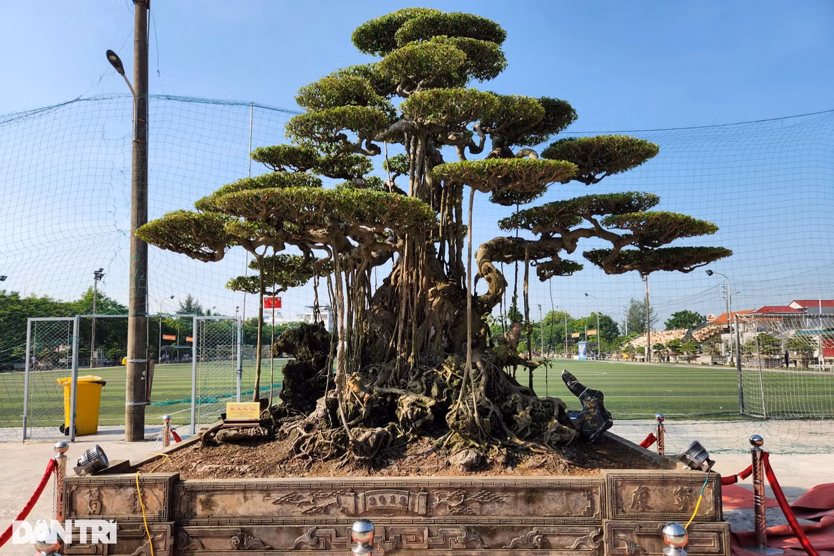 Cũng mang dáng vóc bề thế, cổ thụ là tác phẩm Đại Thụ Vân Tùng của chủ sở hữu Hoàng Việt Dũng đến từ xã Hải Sơn.