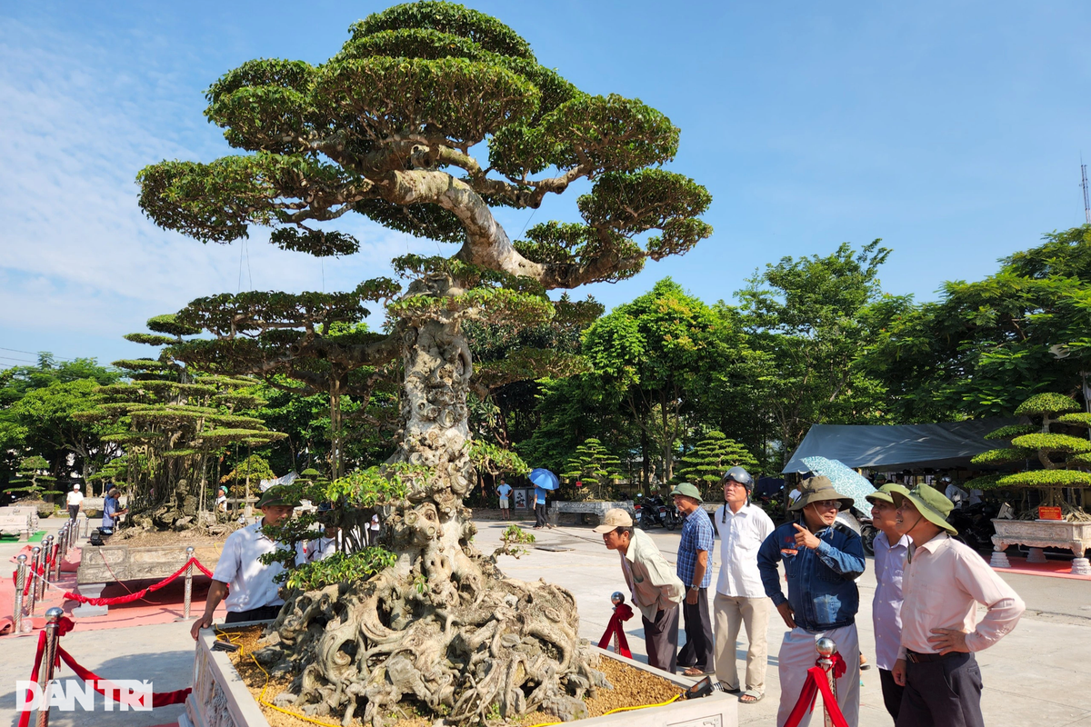 Triển lãm cây cảnh nghệ thuật huyện Hải Hậu lần thứ IV diễn ra từ ngày 28/8 đến hết ngày 6/9. Hơn 300 tác phẩm cây cảnh nghệ thuật và hàng trăm tác phẩm bon sai của các nghệ nhân, hội viên sinh vật cảnh cùng nhân dân các xã, thị trấn, các câu lạc bộ trên địa bàn huyện Hải Hậu được hội tụ tại triển lãm. Các tác phẩm cây cảnh được các nhà vườn, nghệ nhân Hải Hậu "thổi hồn", hội tụ tinh hoa nghệ thuật, tạo nên bức tranh muôn màu.