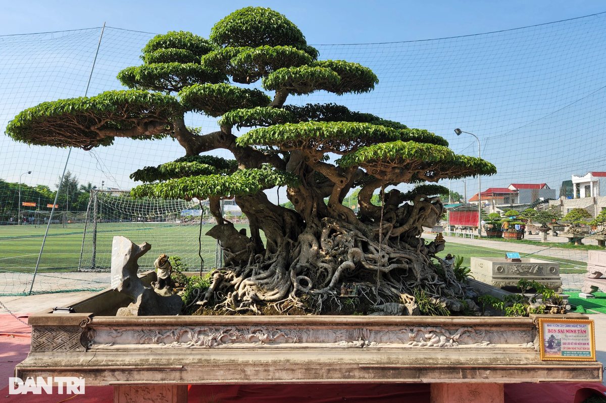 Gây chú ý không kém tại triển lãm là tác phẩm Song Siêu Đại Thụ của một nhà vườn cây cảnh nghệ thuật đến từ xã Hải Sơn. Cây sanh này được thông tin là có tuổi đời gần 60 năm, được truyền sở hữu từ đời cha sang con.