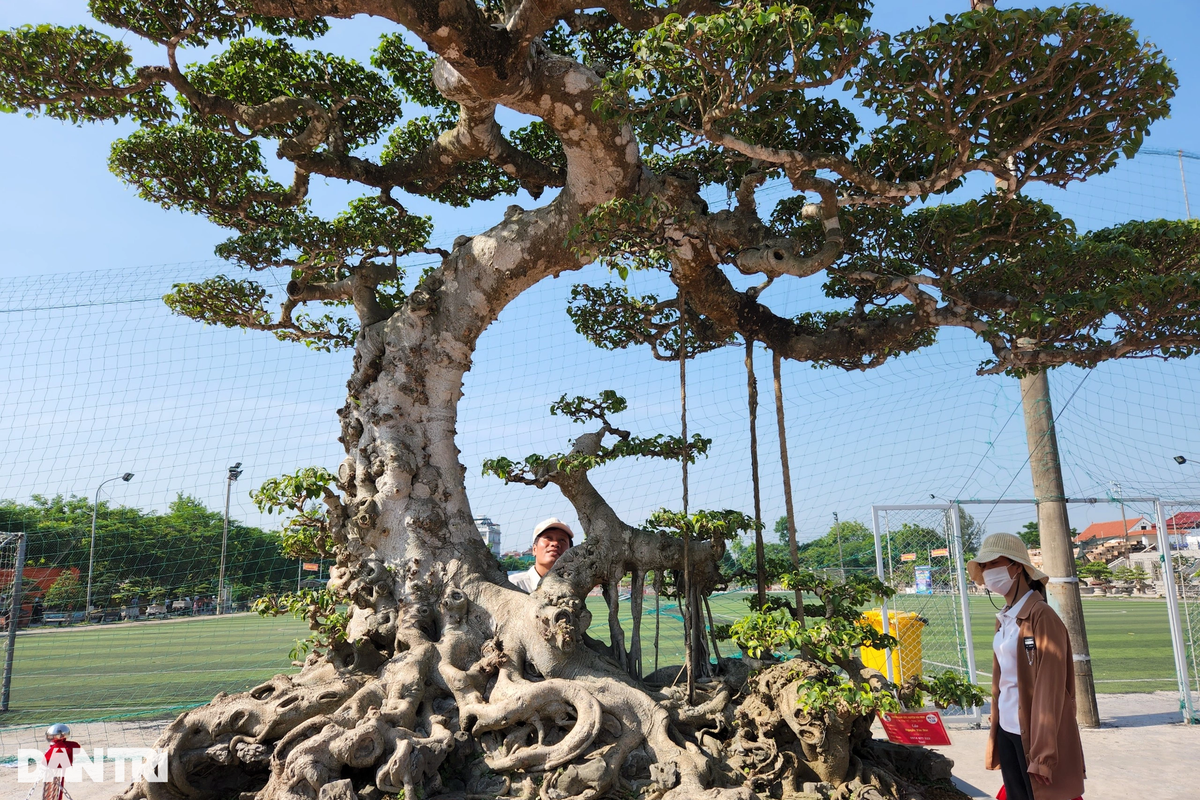 Cây sanh này đã được đem đi tham gia nhiều cuộc triển lãm khác nhau và được đánh giá là một tác phẩm nghệ thuật có tạo hình đẹp và bề thế.