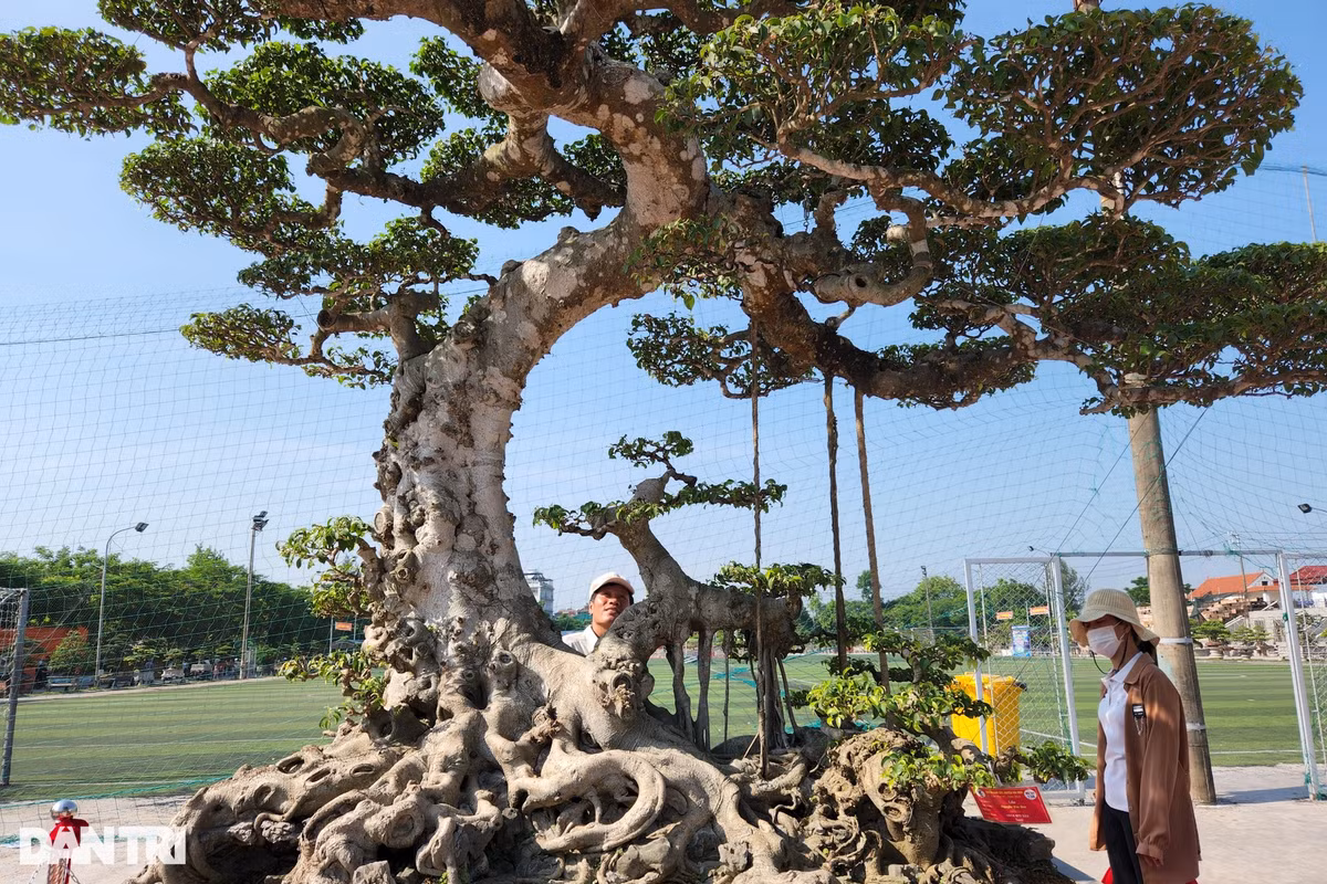 Cây sanh này đã được đem đi tham gia nhiều cuộc triển lãm khác nhau và được đánh giá là một tác phẩm nghệ thuật có tạo hình đẹp và bề thế.