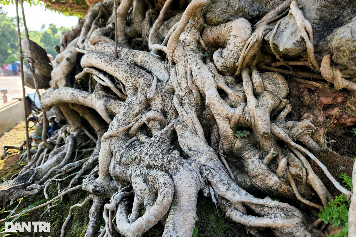 Các chi tiết uốn lượn ở thân cây và rễ của cây Đại Thụ Vân Tùng tạo ra nhiều ấn tượng.