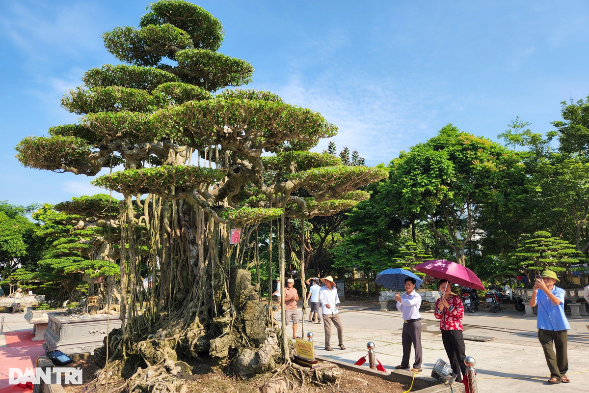 Theo chia sẻ của nhiều người, việc tới tham quan triển lãm là cơ hội để ngắm nhìn hàng loạt các tác phẩm độc đáo. Đa phần mọi người sẽ không quan tâm và hỏi giá bán bởi các cây đều có giá trị rất lớn thuộc sở hữu của các "đại gia" hoặc chủ vườn lớn ở Hải Hậu. "Rất ít người dám hỏi giá các cây cảnh "khủng" này mà quan tâm lớn tới độ độc đáo, nghệ thuật đỉnh cao. Đơn giản, vì ai cũng biết nó có giá từ vài tỷ đồng tới hàng chục tỷ đồng. Ngoài ra, đây là "bộ mặt" của các nhà vườn, tác phẩm tinh thần của những nghệ nhân lớn. Do đó, việc mua bán gần như cũng rất ít", anh Nguyễn Văn Khoa - một người yêu cây, tới tham quan triển lãm chia sẻ.