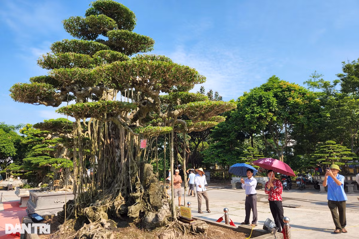 Theo chia sẻ của nhiều người, việc tới tham quan triển lãm là cơ hội để ngắm nhìn hàng loạt các tác phẩm độc đáo. Đa phần mọi người sẽ không quan tâm và hỏi giá bán bởi các cây đều có giá trị rất lớn thuộc sở hữu của các "đại gia" hoặc chủ vườn lớn ở Hải Hậu. "Rất ít người dám hỏi giá các cây cảnh "khủng" này mà quan tâm lớn tới độ độc đáo, nghệ thuật đỉnh cao. Đơn giản, vì ai cũng biết nó có giá từ vài tỷ đồng tới hàng chục tỷ đồng. Ngoài ra, đây là "bộ mặt" của các nhà vườn, tác phẩm tinh thần của những nghệ nhân lớn. Do đó, việc mua bán gần như cũng rất ít", anh Nguyễn Văn Khoa - một người yêu cây, tới tham quan triển lãm chia sẻ.