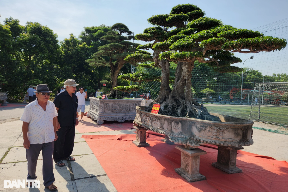 Theo chia sẻ của ban tổ chức triển lãm, việc vận chuyển cây cảnh có kích thước lớn, đòi hỏi cần phải có phương pháp cũng như đúng kỹ thuật để di chuyển thật hợp lý, không làm hỏng dáng cũng như thế của cây. Chưa kể, chi phí vận chuyển một cây về triển lãm cũng tốn hàng chục triệu đồng.