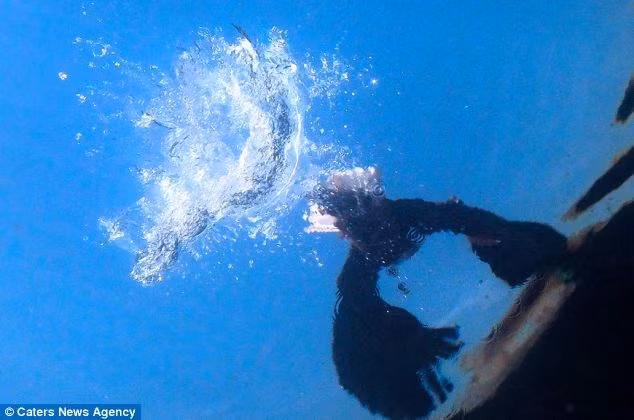 Vẻ dũng mãnh của đại bàng càng rõ nét hơn khi không ngần ngại luồn mình trong nước để bắt bằng được con mồi.