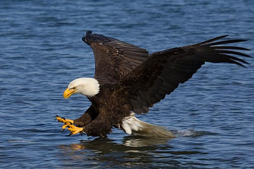 Trượt như vũ công ba lê trên mặt nước.