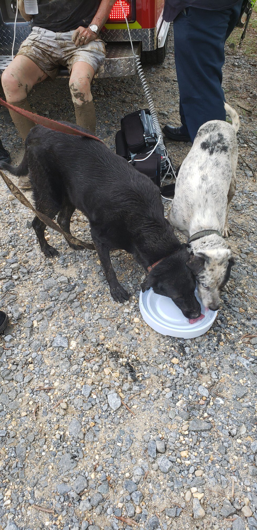 Dang dap xe thi thay 2 con cho sua lon va cai ket-Hinh-2