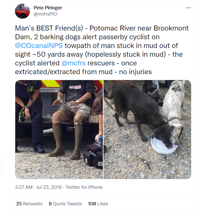 Dang dap xe thi thay 2 con cho sua lon va cai ket-Hinh-4