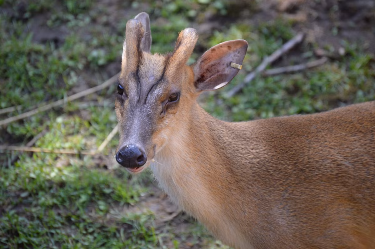 Không những vậy, quần thể này được xác định là có đến 11 con. Ông Phạm Anh Tám, Giám đốc Khu BTTN Xuân Liên cho biết, kết quả điều tra và ghi nhận các cá thể có kích cỡ khác nhau cho thấy quần thể Mang hiện tại ở đây là quần thể đang phát triển. Ảnh: Uticazoo