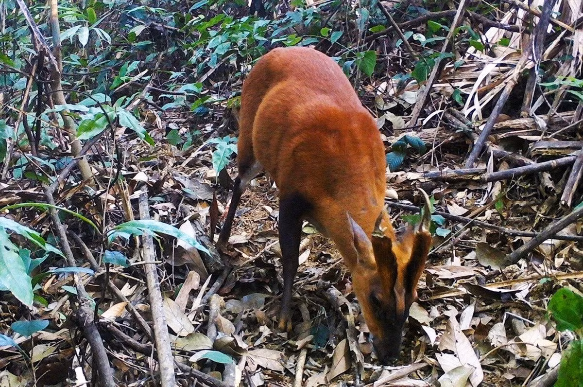 Kể từ đó, loài vật quý hiếm này không còn được ghi nhận, bất chấp các nỗ lực tìm kiếm. Năm 2023 một quần thể mang được phát hiện tại Pù Hu Thanh Hóa, gần Pù Hoạt, tuy nhiên sau đó chúng được xác định là Mang vó vàng. Vì vậy, loài Mang Pù Hoạt được xem như đã tuyệt chủng. Ảnh:Khu bảo tồn thiên nhiên Pù Hu