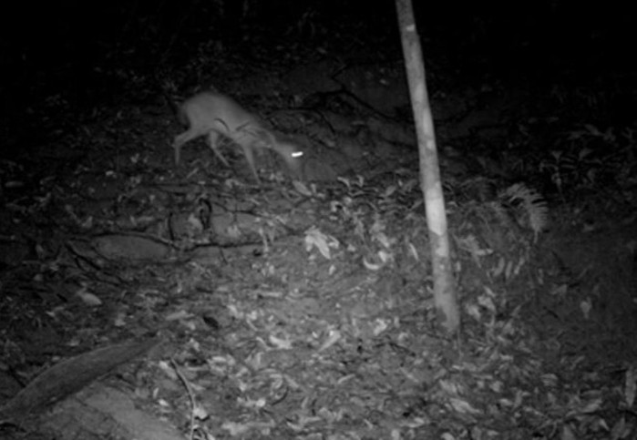 Mới đây, qua thực địa và bẫy ảnh cơ quan chức năng xác định được một quần thể Mang Pù Hoạt được phát hiện tồn tại trong Khu bảo tồn thiên nhiên Xuân Liên (tỉnh Thanh Hóa).