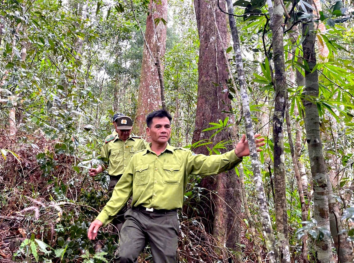 Trạm bảo vệ rừng số 6 thuộc Vườn quốc gia Kon Ka Kinh) có 7 người giữ rừng (3 biên chế, 4 hợp đồng) quản lý gần 7.000ha rừng, trong đó có rừng pơ mu (nhóm IIA) cả trăm năm tuổi.