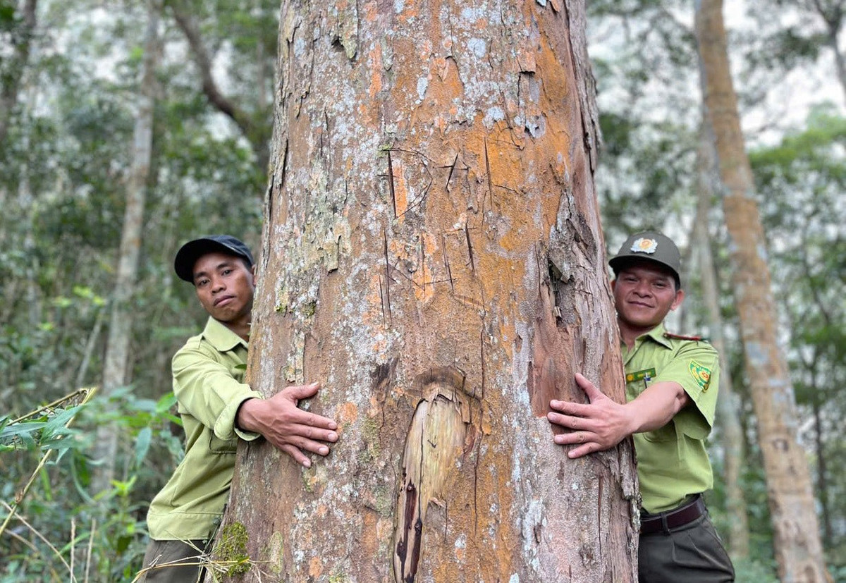 Một cây gỗ pơ mu hơn hai người ôm.