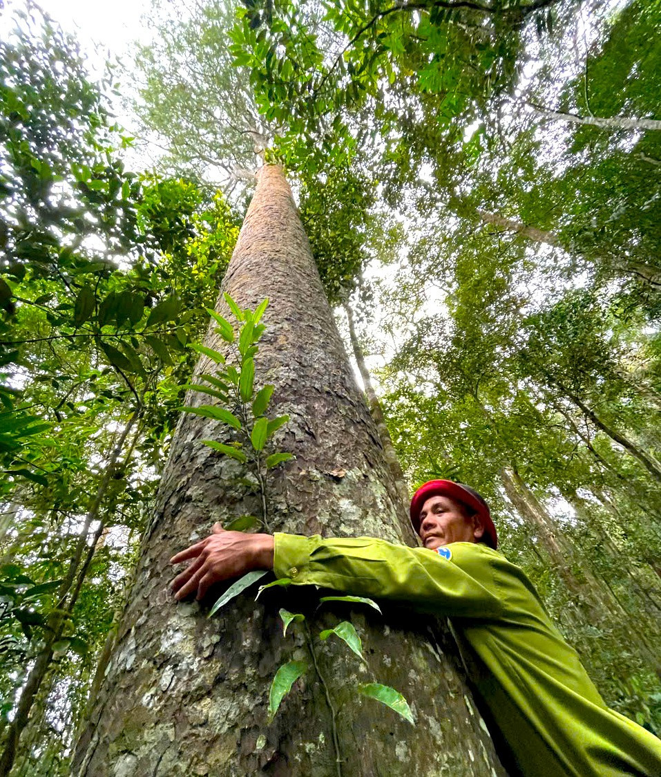 Thân cây thẳng tắp, vươn lên cao vút trên những tầng tán xanh mướt của rừng già.