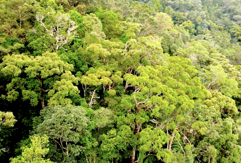 Ở cánh rừng thuộc quản lý của Trạm bảo vệ rừng số 6 còn cây hoàng tùng, dổi, thông 5 lá nhưng nhiều nhất vẫn là quần thể pơ mu.