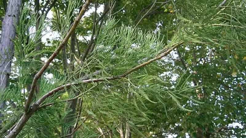  Không chỉ được đánh giá cao về giá trị kinh tế, thủy tùng còn từng bị đồn đoán có khả năng chữa được bệnh ung thư. Khi tin đồn này lan truyền, rất nhiều người đã đổ xô vào rừng tìm kiếm giống cây này. Để đối phó với tình trạng bị "săn lùng" quá mức, các nhà khoa học đã nỗ lực tìm cách nhân giống chúng nhằm bảo tồn nguồn gen quý giá.