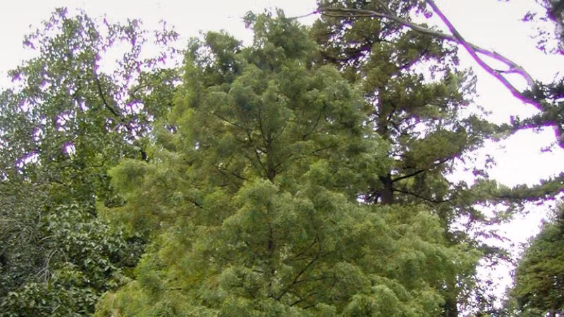 Trong quá khứ, thủy tùng còn được dùng làm vị thuốc dân gian, có tác dụng chữa trị phong thấp, giảm đau và làm săn da. Với dáng vẻ đẹp mắt, cây này không chỉ được trồng làm cảnh mà còn được trồng quanh hồ ao, đóng vai trò giữ đất và phòng chống xói mòn hiệu quả.