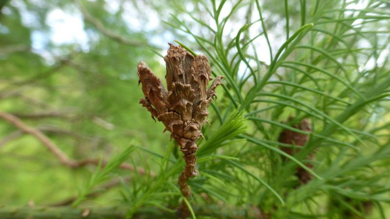 Loại cây này tồn tại từ hơn 10 triệu năm trước, thời điểm loài khủng long của kỷ băng hà còn sinh sôi. Hiện nay, nó đang đối mặt với nguy cơ tuyệt chủng.