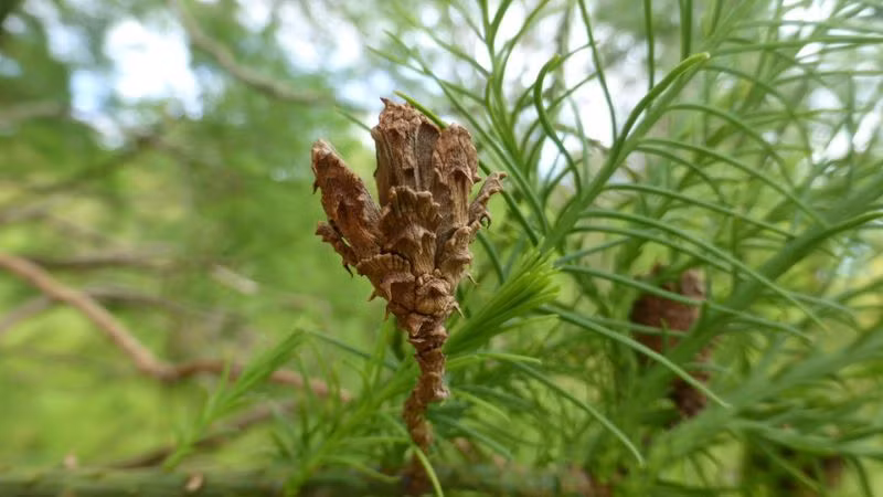Loại cây này tồn tại từ hơn 10 triệu năm trước, thời điểm loài khủng long của kỷ băng hà còn sinh sôi. Hiện nay, nó đang đối mặt với nguy cơ tuyệt chủng.