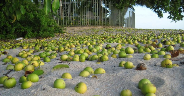 Cây này trông bình thường, có lá hình bầu dục, vỏ màu xanh xám nhưng điều khó hiểu nhất là quả nó mang lại rất giống táo xanh, thậm chí còn hấp dẫn hơn.