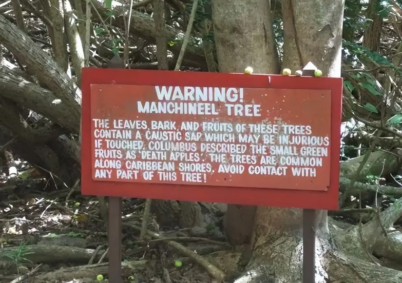 May mắn thay, tình trạng nhiễm độc diễn ra không quá nhanh nên bác sĩ đã đến kịp thời để cứu chữa. Ngày nay, các biển cảnh báo được dựng lên ở những khu vực Cây Tử Thần mọc trên khắp thế giới để nhắc nhở mọi người không đến gần.