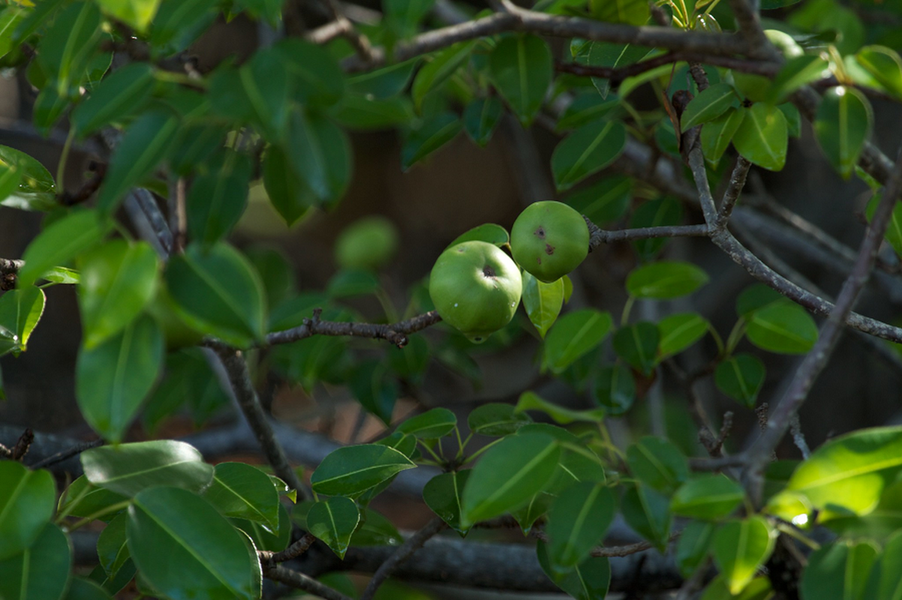 br/> Theo báo cáo, thủ lĩnh của đoàn lữ hành người Bồ Đào Nha cũng chết trong đau đớn giữa thiên nhiên hoang dã. Thảm kịch này khiến các thế hệ tương lai nhận ra rằng loài cây tưởng chừng như vô hại này thực chất lại ẩn chứa chất độc khủng khiếp.