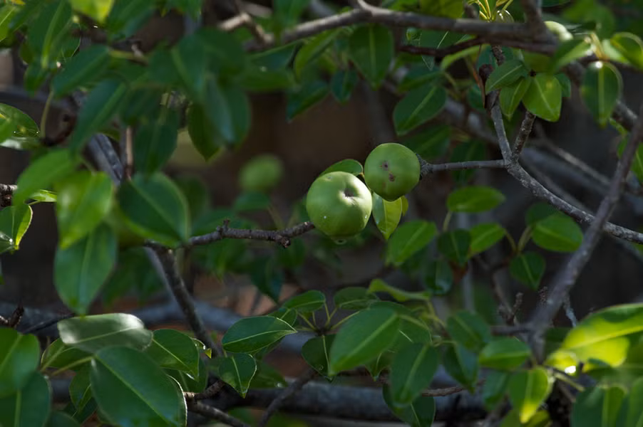 br/> Theo báo cáo, thủ lĩnh của đoàn lữ hành người Bồ Đào Nha cũng chết trong đau đớn giữa thiên nhiên hoang dã. Thảm kịch này khiến các thế hệ tương lai nhận ra rằng loài cây tưởng chừng như vô hại này thực chất lại ẩn chứa chất độc khủng khiếp.