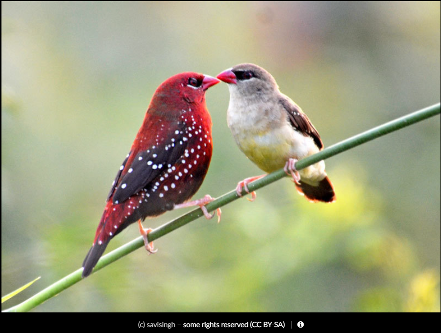 Amandava amandava (sẻ đỏ mai hoa) hay gặp ở những đồng cỏ nhiệt đới ở khắp Trung Á, Đông Bắc Á, Đông Nam Á. Tại Việt Nam có thể tìm thấy sẻ đỏ mai hoa ở cả Bắc Bộ lẫn Nam Bộ. Ảnh: Savisight/CCSA