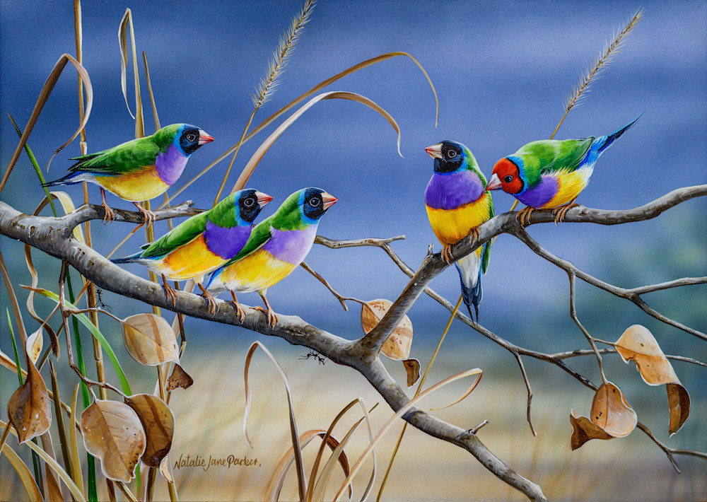 Chim di ngũ sắc (Erythrura gouldiae) còn gọi là chim sẻ Gouldian, phân bố ở miền Bắc Australia. Loài chim màu sắc rực rỡ, đang nguy cấp này có lối sống du cư. Ảnh Natalia J.Parker Prints