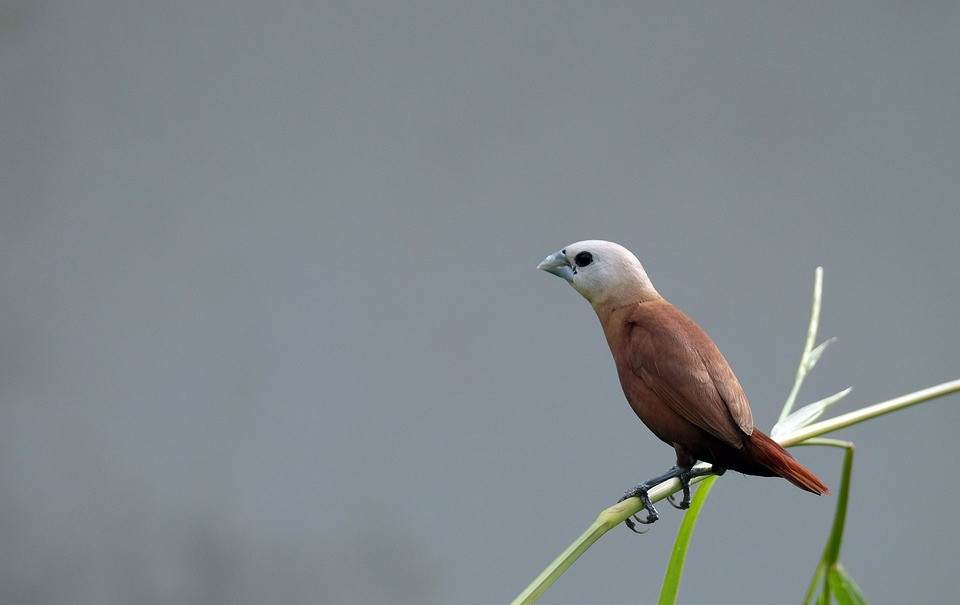 Chim di đầu trắng thường thấy tại miền Nam nước ta, hay sống ở vùng đầm lầy, cây bụi, đến mùa sẽ tập trung nhiều tại các cánh đồng phù sa canh tác lúa nước. Chúng có chiếc mỏ màu xanh lơ và cái đầu trắng muốt khi trưởng thành rất độc đáo. Ảnh: Pixa Bay