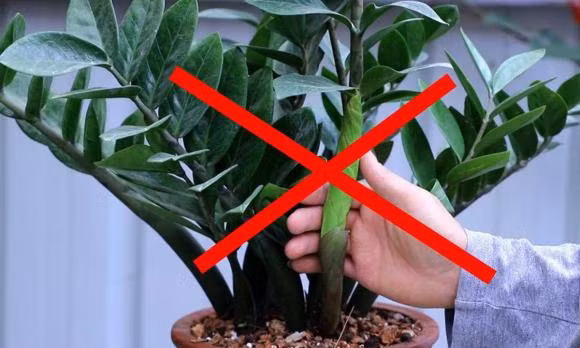 2 menh trong cay kim tien, cua na de doi non ra di-Hinh-3